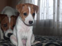 Charlie