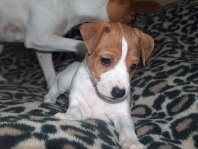 Charlie