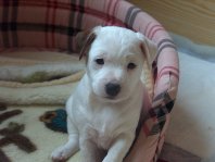 Chiquita