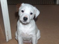 Chiquita