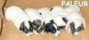 Litter D
